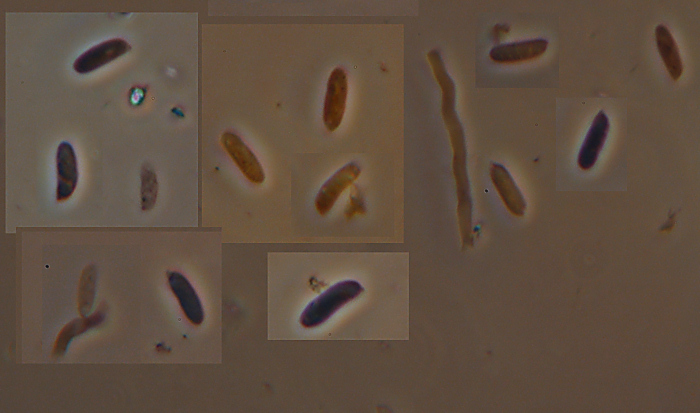 Poroide resupinato su tagliere (Datronia mollis)